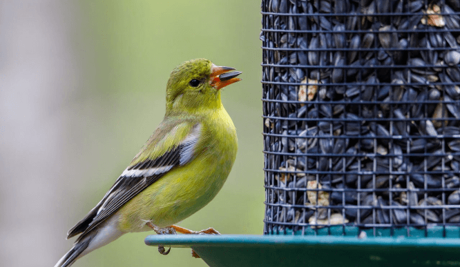 British Bird Seed