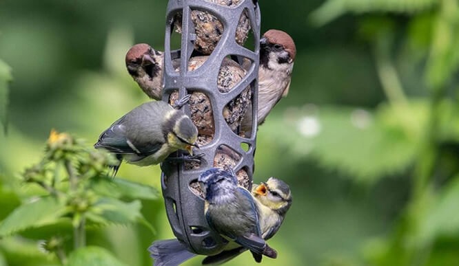 Eco Friendly Bird Feeders