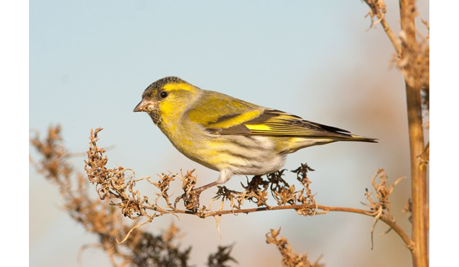 Bird Profile - Siskins