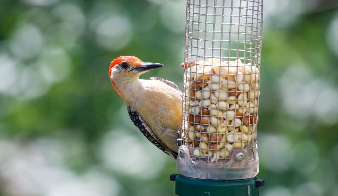 Secret Garden Bird Feeders