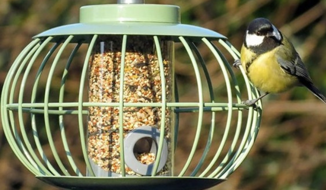 Caged Bird Feeders