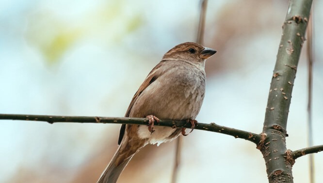 High Energy Bird Food