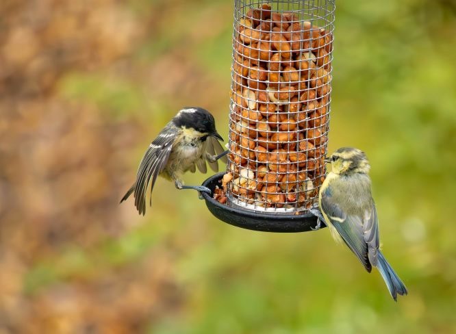 Steel Bird Feeders