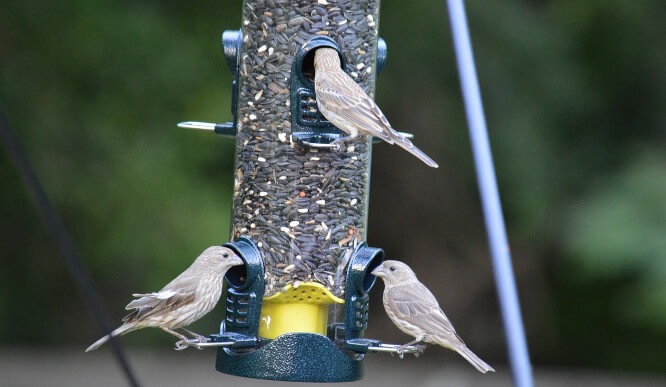 Ring Pull Bird Feeders