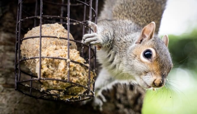 Squirrel Buster™ Bird Feeders