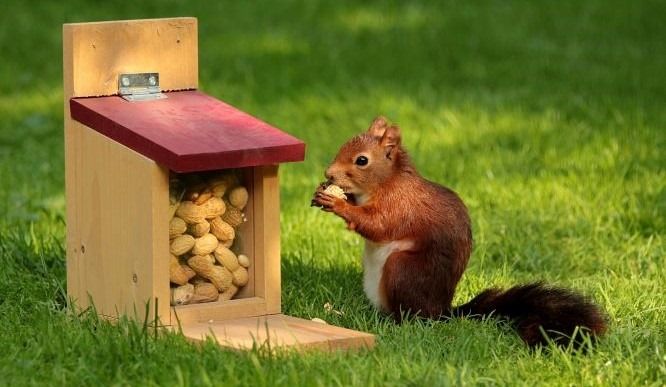 Squirrel Feeders