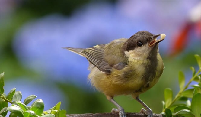 Bird Seed With Peanuts