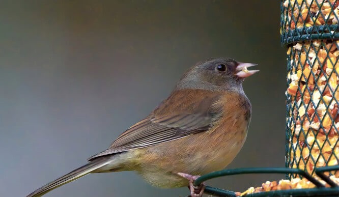 Peckish Bird Feeders