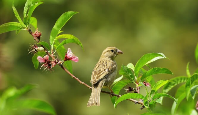 Nuttery Bird Feeders