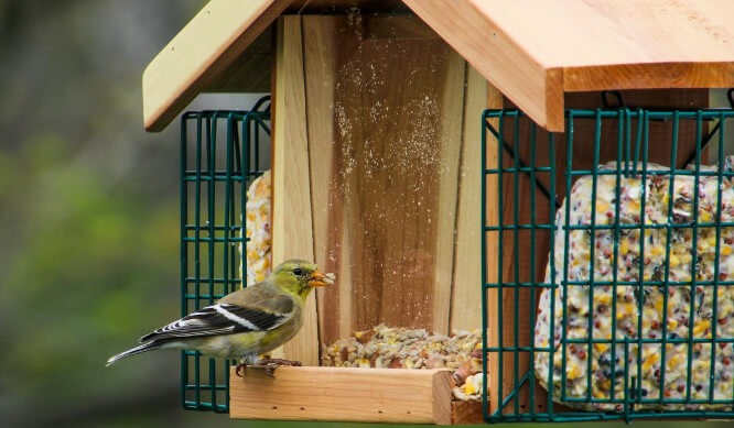 Wooden Bird Feeders