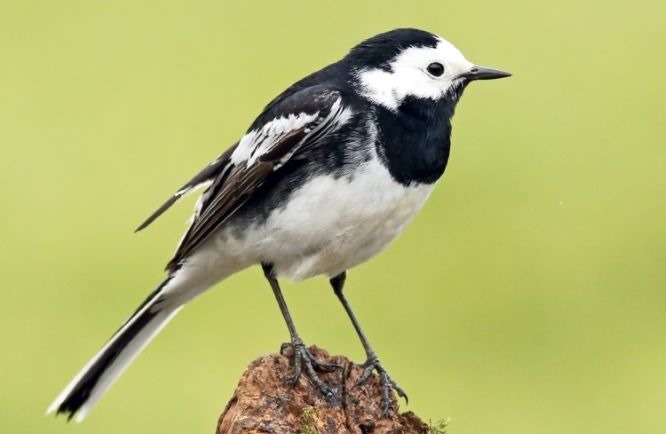 Bird Profile: Pied Wagtail 