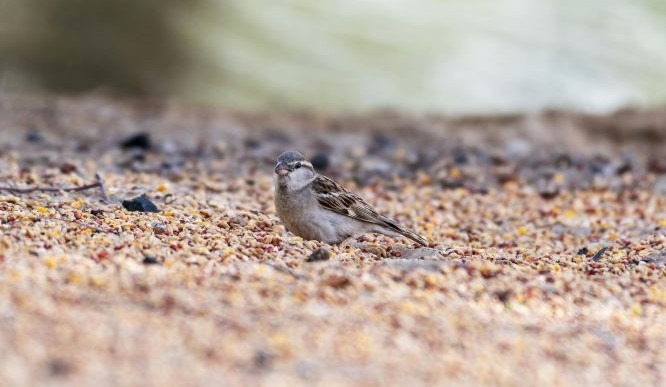 Millet for Birds