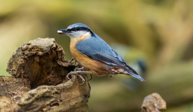 Bird Food for Nuthatches 