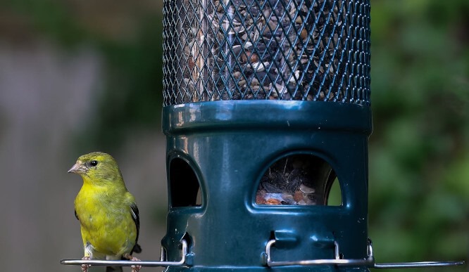 Food for Small Birds