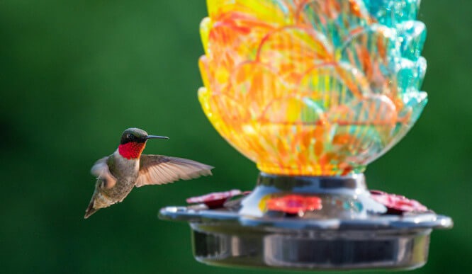 Quirky Bird Feeders