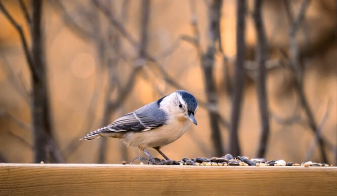 Food for Bird Feeders