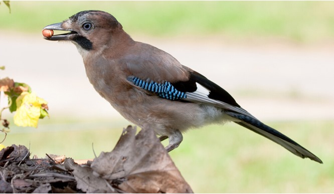 What Do Jays Eat?