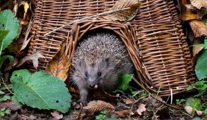 Hedgehog Homes