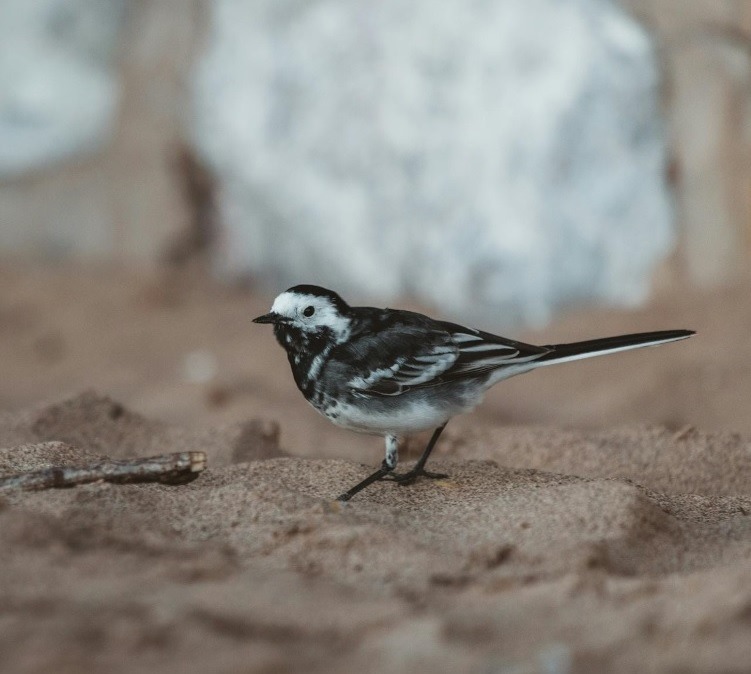 Pied Wagtails: More Information