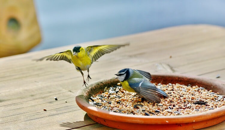 What to feed wild birds in the UK