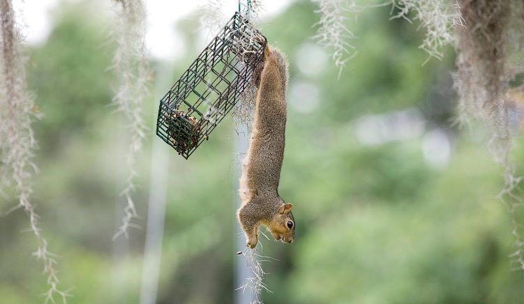 How to Feed Squirrels