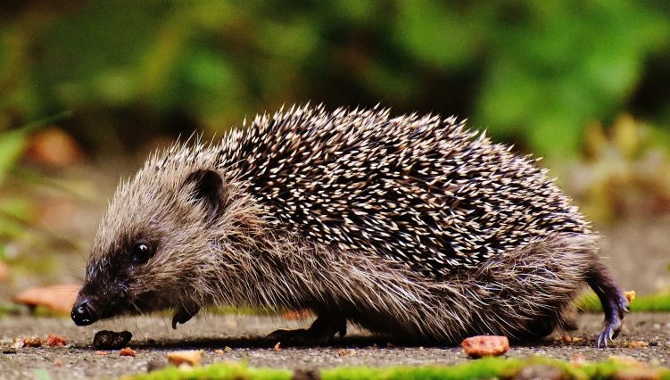 Help Your Local Hedgehogs