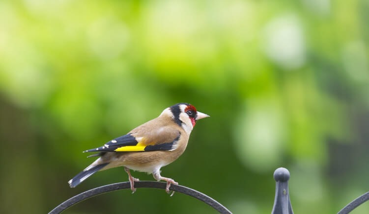 Tips for Feeding Small Birds