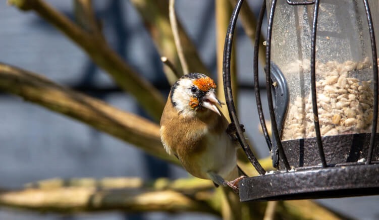 Protect Your Garden Birds