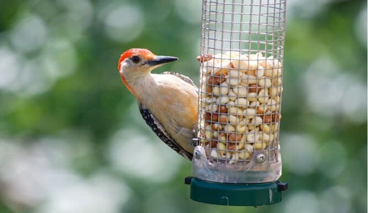 More About Peckish Bird Feeders