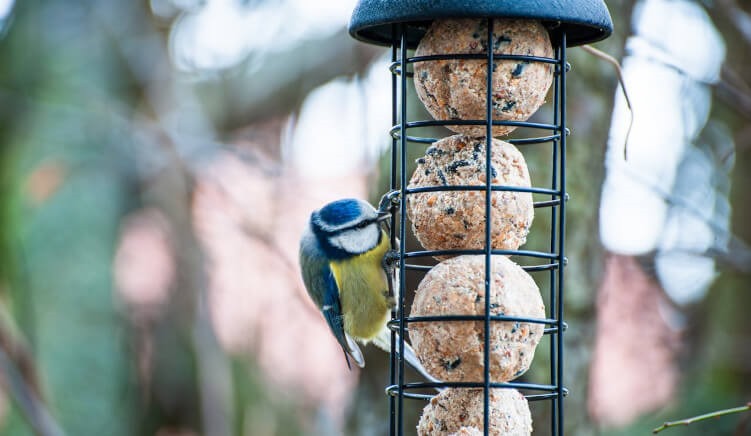 Types of Bird Feeders for Your Garden