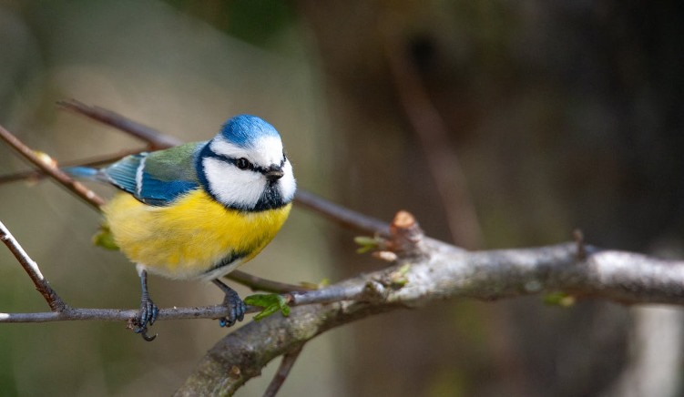 About Secret Garden Bird Feeders