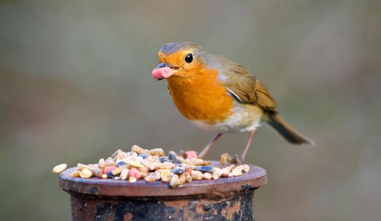 Why do birds need high energy food?