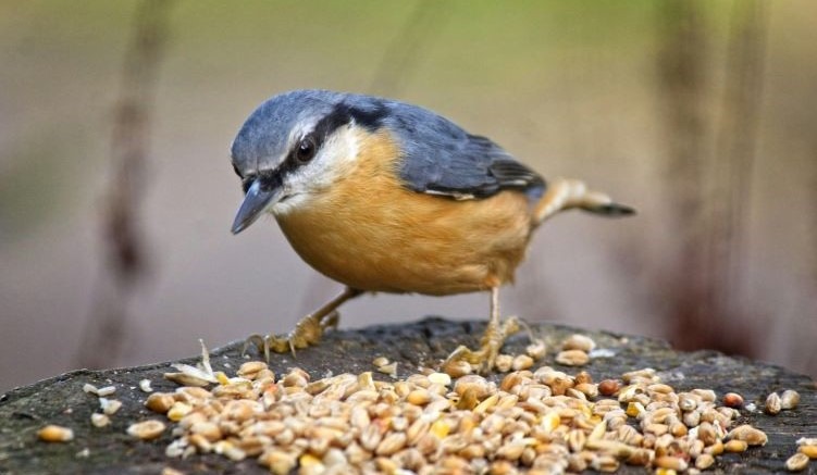 What Do Nuthatches Eat?