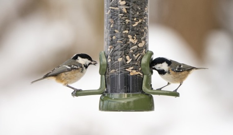 What Is a Ring Pull Bird Feeder?