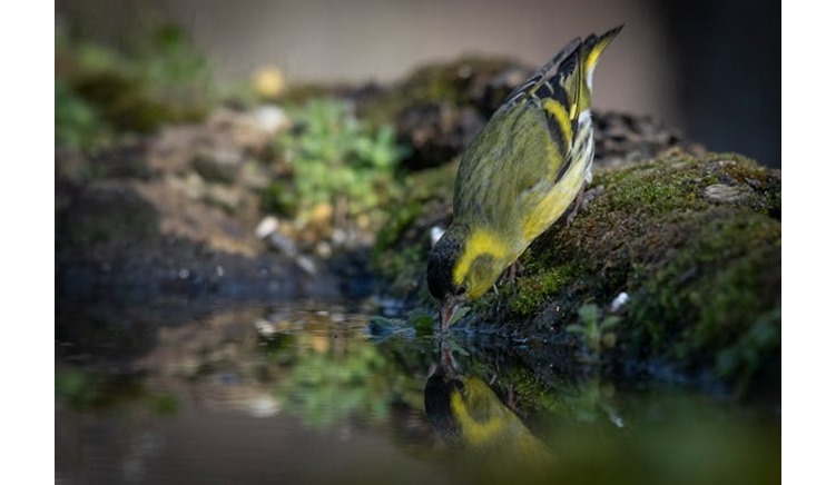 Siskin Birds: More Information