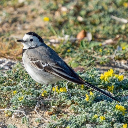 Pied Wagtail