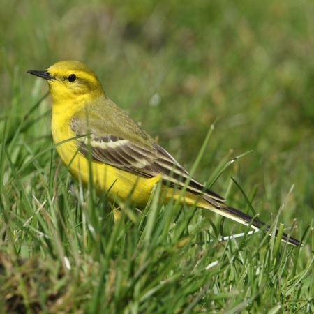 Yellow Wagtail