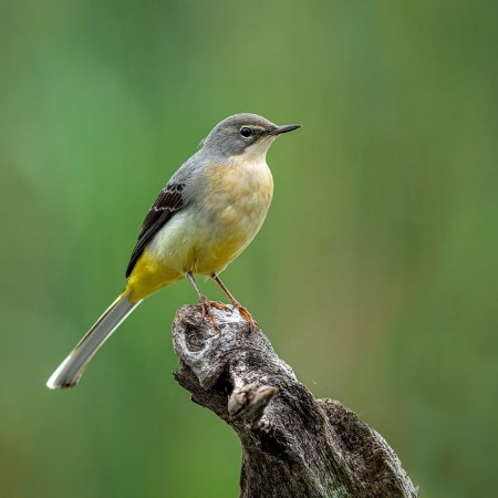 Grey Wagtail