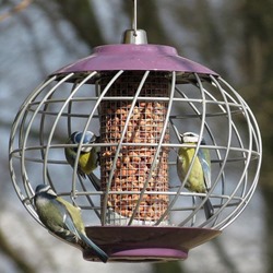 Nuttery Helix Peanut Feeder