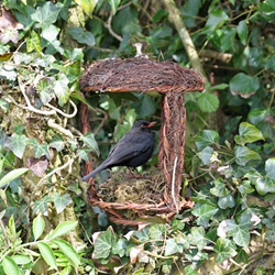 Simon King Open Nest Buddy