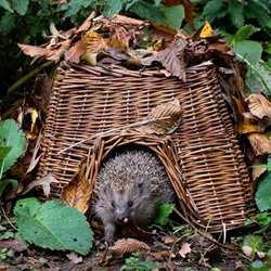 Square Hedgehog Basket 