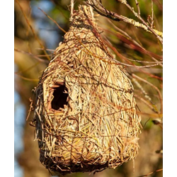 Carafe Roost Nest Pocket