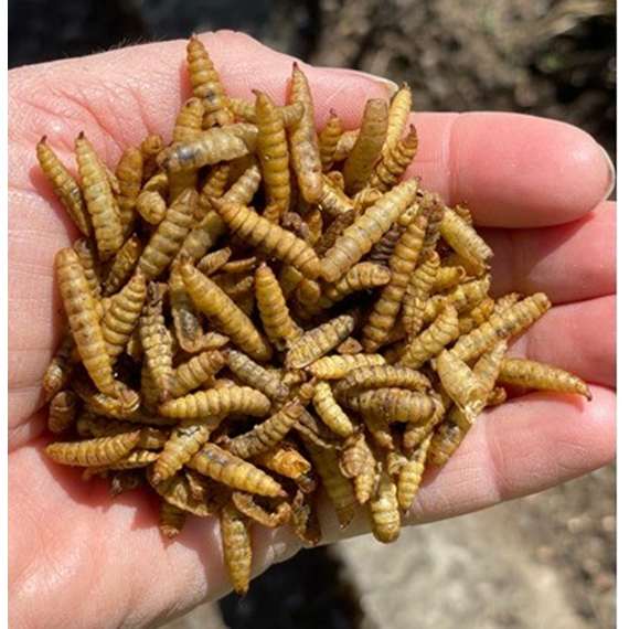 Dried Calci-worms