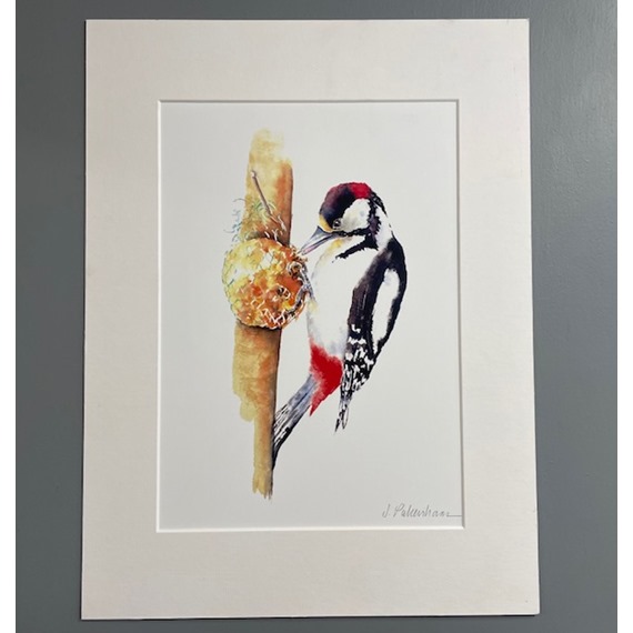 Clearance Wood Pecker - Watercolour Print