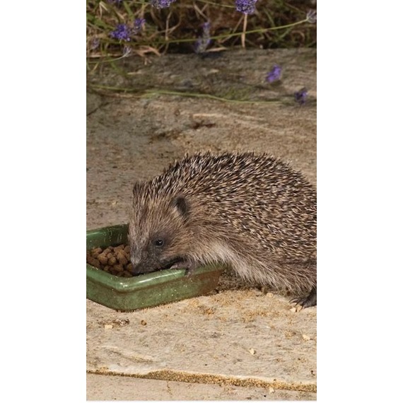 Vales Hedgehog Food