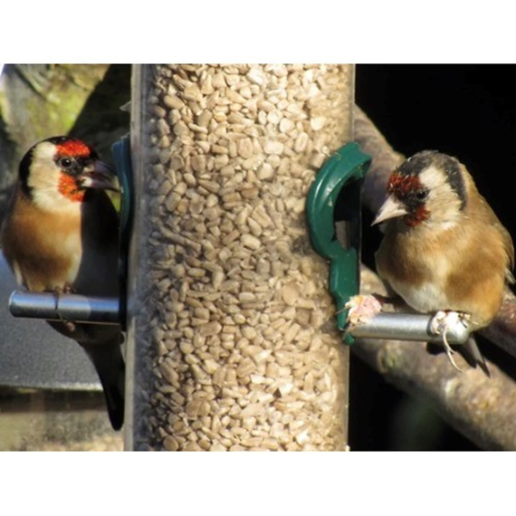 Premium Sunflower Hearts for Birds 