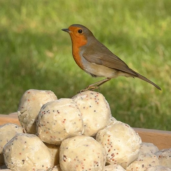 Really Wild Bird Food | Free Delivery on Bird Food