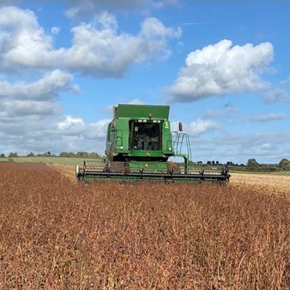 Buckwheat