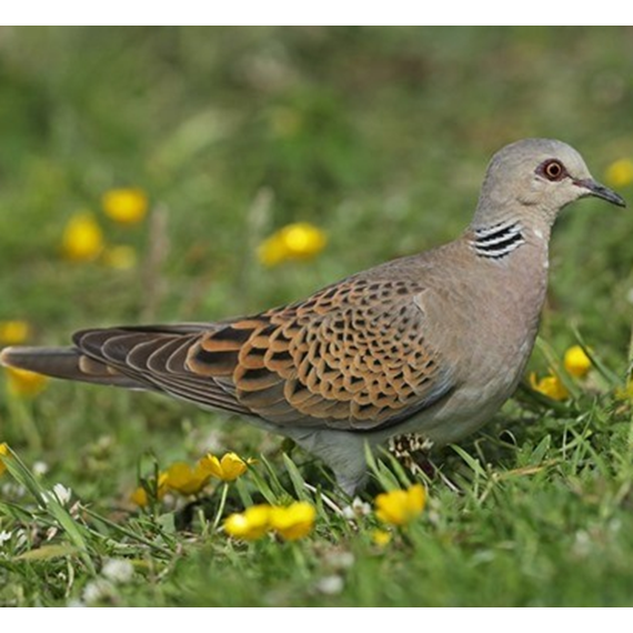 Turtle Dove Seed Mix