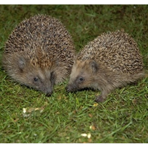 Brambles Meaty Hedgehog Food 